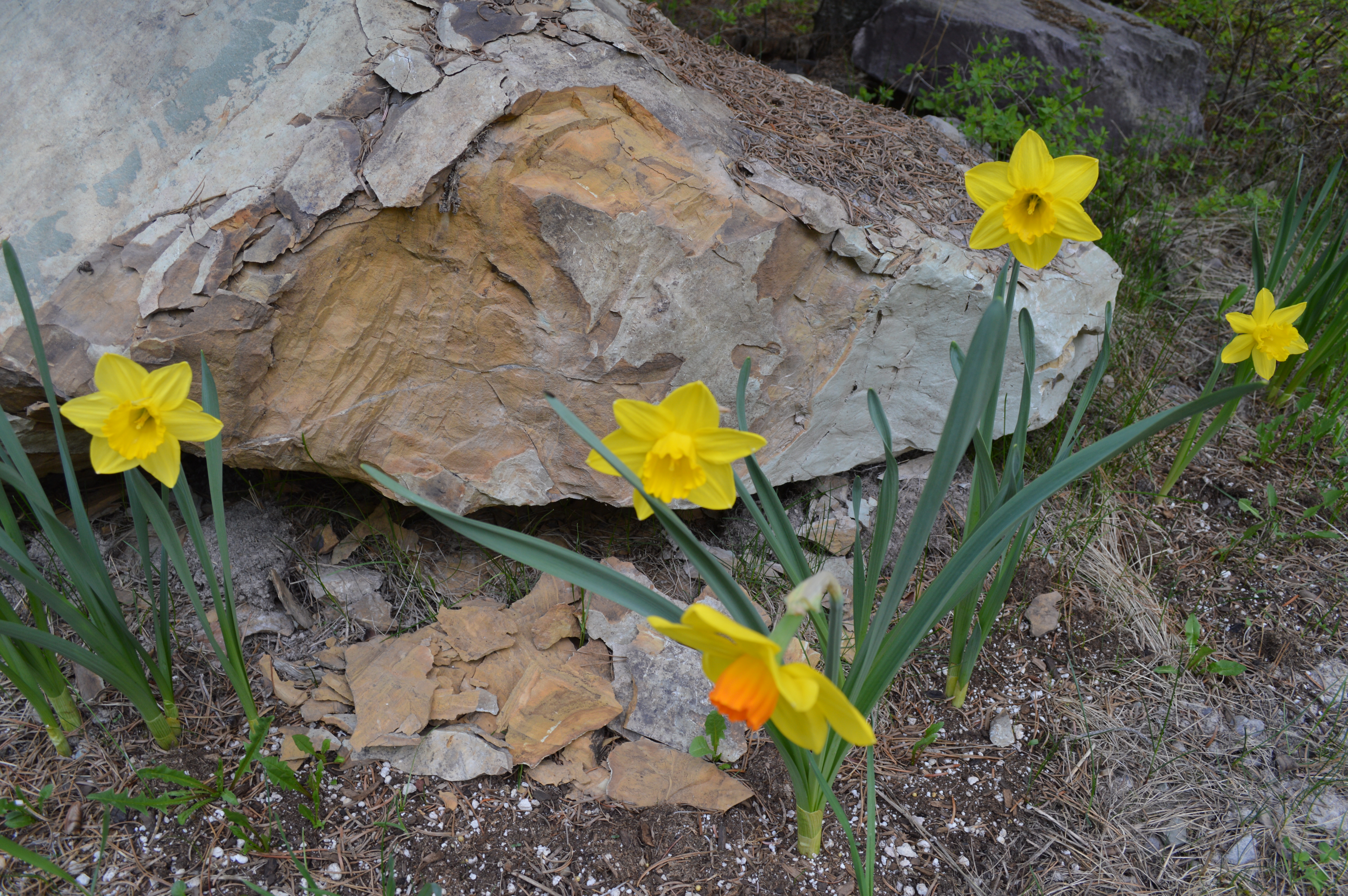 daffodils blooming between the cracks in a rock